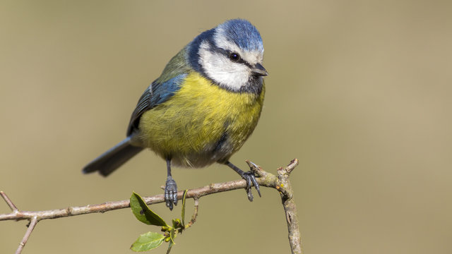 Herrerillo com&uacute;n