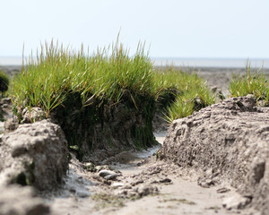 Fototapeta na wymiar Common cord-grass (Spartina anglica) tussocks. Tussocks of coastal grass in the family Poaceae, growing on inter-tidal mud flats on the British coast