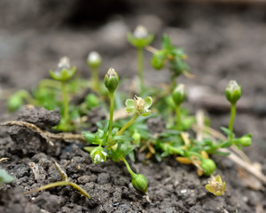 Annual pearlwort (Sagina apetala). A tiny plant with green flowers in the family Caryophyllaceae, flowering on disturbed ground