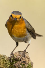Petirojo