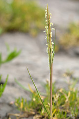 Common cord-grass (Spartina anglica) flower stem. Flowers of coastal grass in the family Poaceae, growing on inter-tidal mud flats on the British coast