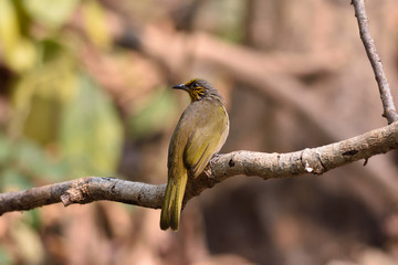 Stripe-throated Bulbul
