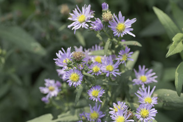 purple flowers in the garden