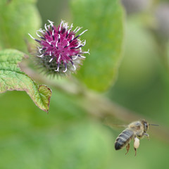 Lesser burdock (Arctium minus) with honey bee (Apis mellifera). An unusual flower in the daisy family (Asteraceae), with bee in flight following nectaring