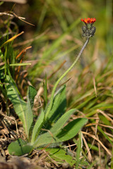 Orange hawkweed (Pilosella aurantiaca). A striking orange plant in the daisy family (Asteraceae) in flower, showing hairy leaves and stems