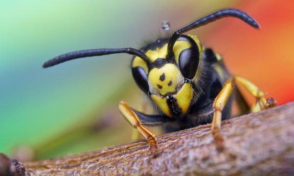 bee, nature, eyes, hornet, fly,detail,insect