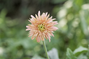 Gerbera orenge bloom On blurred background