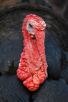 turkeycock black foreground