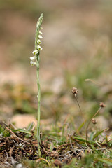 Autumn lady's-tresses (Spiranthes spiralis). Delicate white flowers of a small orchid (family Orchidaceae), showing twisted spike growing on short calcareous grassland