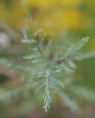 Hoary ragwort (Senecio erucifolius). Distinctive hairy leaf of plant growing on grassland in the UK, often considered problematic due to being poisonous to livestock