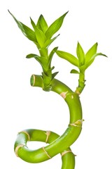 Close up view of the Bamboo grows in a knot