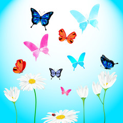 Set of daisies and butterflies