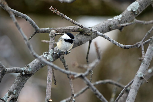 M&eacute;sange &agrave; t&ecirc;te noire