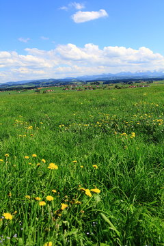 Fr&uuml;hlignswiese in Schwaben