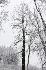 snow covered trees in a forest with rocks and tree tops