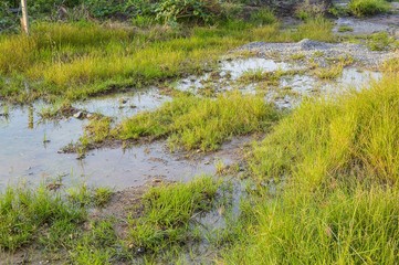 green grass and wet soil in country Thailand