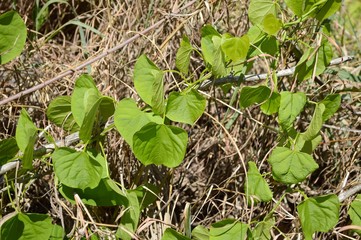 close up green ivy grass