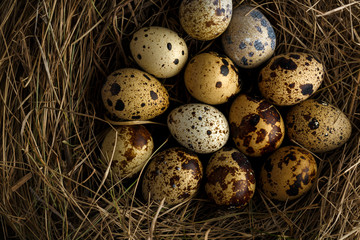 Quail eggs in a nest on a wooden rustic background