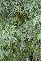 green bamboo leaves in nature garden