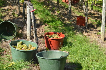Gutedel Weinlese in Pfaffenweiler / Baden / Deutschland