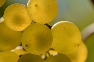 Sauvignon Blanc - erntereif aus Pfaffenweiler / Baden / Deutschland / Makro-Foto