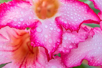 Pink flowers, Pink Adenium.