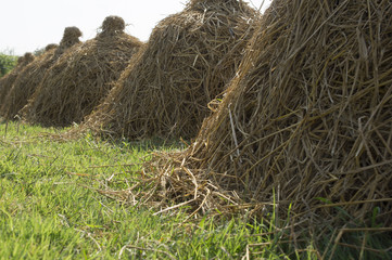 hay stack in farm land concept