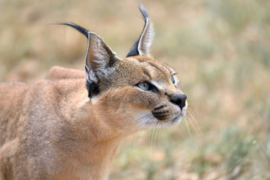 Caracal in Namibia