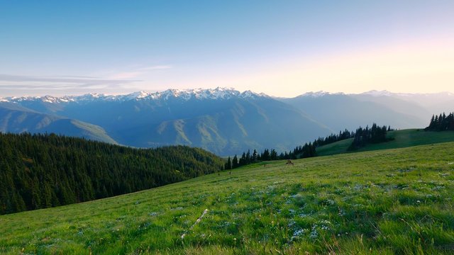 Noble deer grazing on the hillside. Beautiful green meadow high in the mountains. Sharp mountain peaks covered with snow. 4K, 3840*2160, high bit rate, UHD