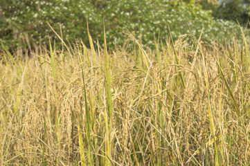 yellow rice field