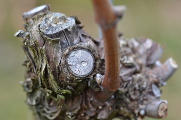 Rebstock Kopf Zapfen mit einer Rute nach dem Schnitt