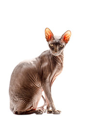 Sphynx Cat isolated on the white background