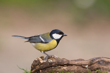 Great tit (Parus major), Italy