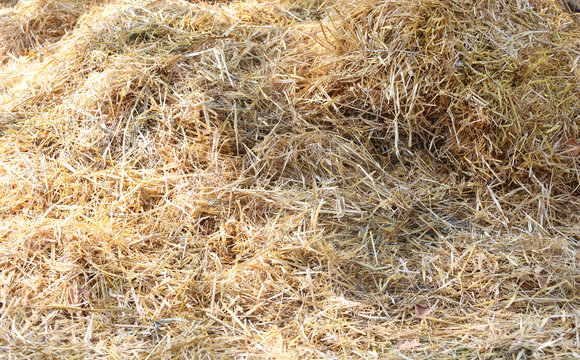 Close up of haystack on animal farm