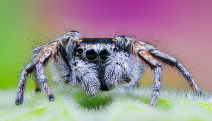 Jumper spider, spider, spider with big eyes