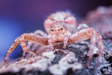 Spider, big eyes, macroworld, insect, wild, nature