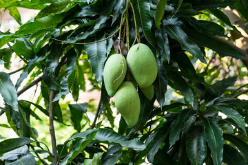 three of mangoes on tree