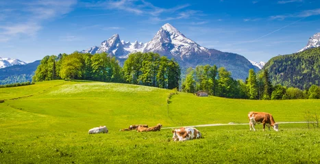 Tuinposter Idyllisch landschap in de Alpen met koeien die in het voorjaar op groene weiden grazen © JFL Photography