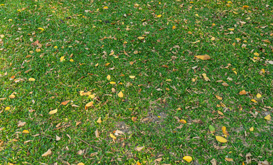 green grass and yellow leaf