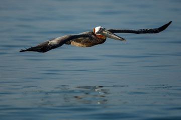 Guadeloupe, Pélican Brun, Grand Gosier