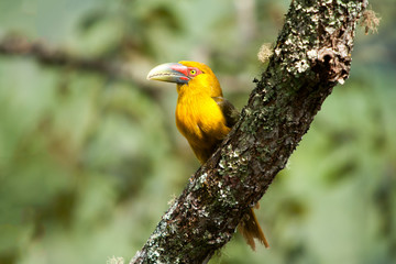 Saffron toucanet - toucans