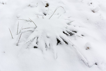 Snowy plant with long leaves in winter