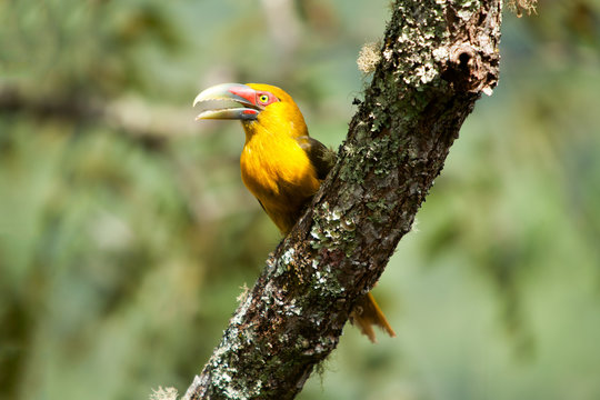 Saffron toucanet with open beak - toucans