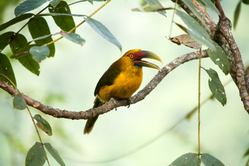 Saffron toucanet with open beak - toucans