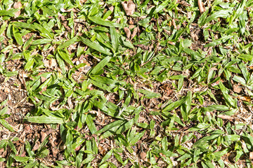 field of grass texture as background, top view