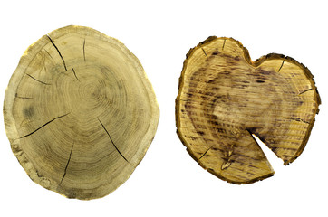 Interesting cross section of tree trunk.