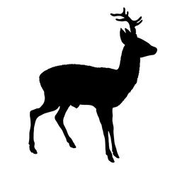 Fototapeta premium roe deer silhouette