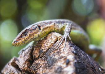 lizard, texture, background, macro, nature, wild