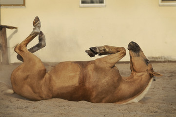 Palomino horse wallowing in sand - obrazy, fototapety, plakaty