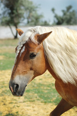 Naklejka na ściany i meble Palomino Haflinger horse portrait with long hair